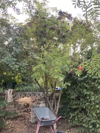 Foto treephoto-c0b8v5twnniswrdhnstfygs6.jpeg
