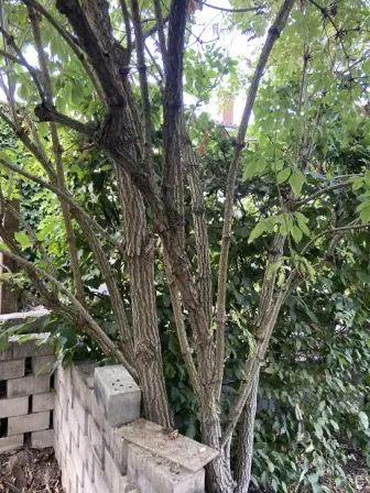 Foto treephoto-mp0ph514qqt3fp124ijspzi3.jpeg