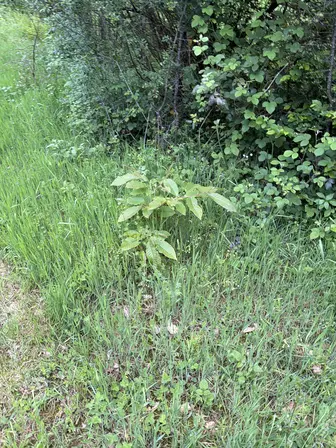 Foto treephoto-r46lcurhlswyl1p2ckkpe6fg.jpeg