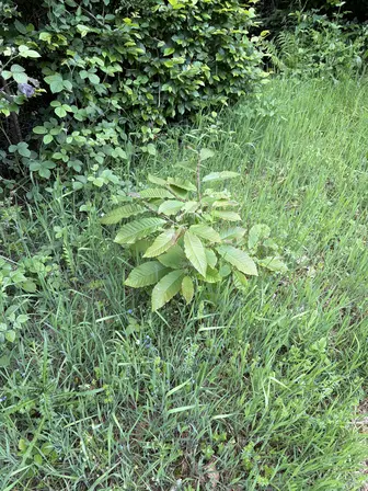 Foto treephoto-tdvekr8jmuaxitkap4spxqm3.jpeg
