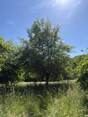 Foto treephoto-d3zei4c7puua6wel54ehj6sm.jpeg