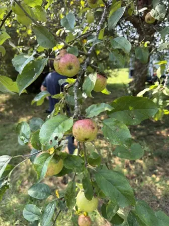 Foto treephoto-d4f19pmub0esp6atcwhyhmk2.jpeg