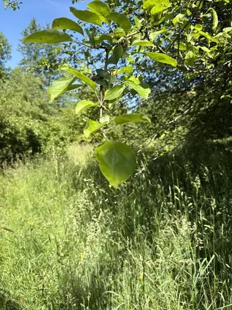 Foto treephoto-f76htjceng891sx7t5dq2unq.jpeg