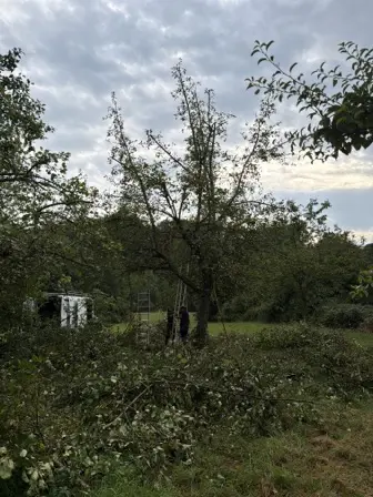 Foto treephoto-io1qg5lxuaig3k5tt3t9zyk6.jpeg