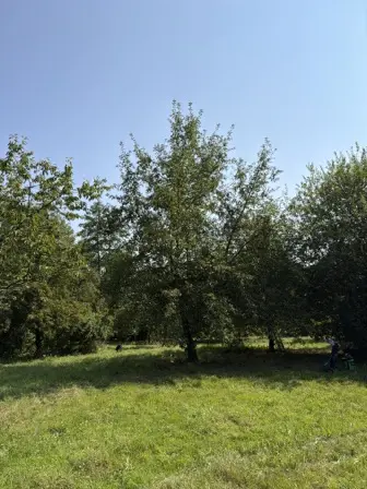 Foto treephoto-jnirft0rb0rqk7msqp4afklk.jpeg