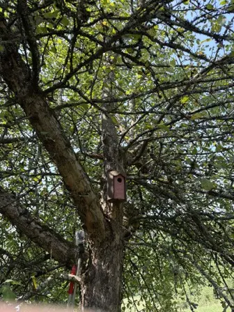 Foto treephoto-ldfzpoycgj2owmlkbm451a1a.jpeg