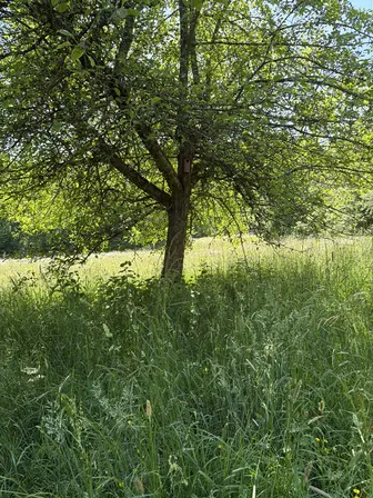 Foto treephoto-tandh7fuf85lhh5io7faihmh.jpeg