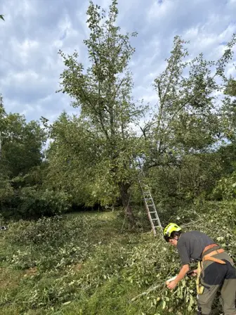 Foto treephoto-ugqplcsrtzxd2zso58gvkmbe.jpeg