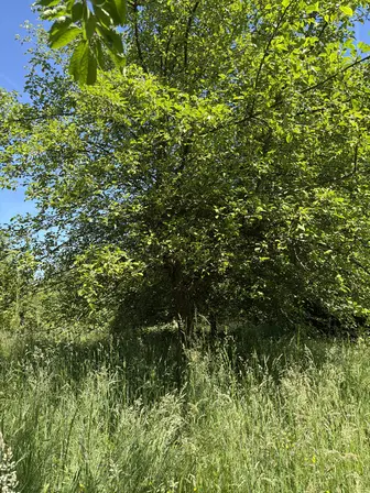 Foto treephoto-y0iazw7xai9mtw2fzkk1s0ug.jpeg