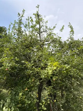 Foto treephoto-d3mr9hnl16bee6m9d5tpouo7.jpeg