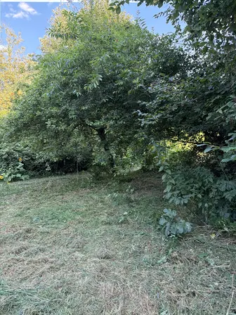 Foto treephoto-lfmlsmhis0ygb6u2i72jypru.jpeg