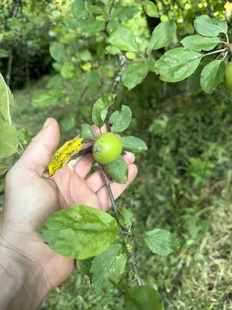 Foto treephoto-ne98qkt0pzvihzpiouv4zawk.jpeg