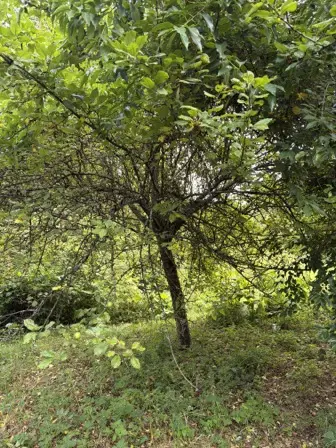 Foto treephoto-ogp95r3m08zrmlp63f3ohw2u.jpeg
