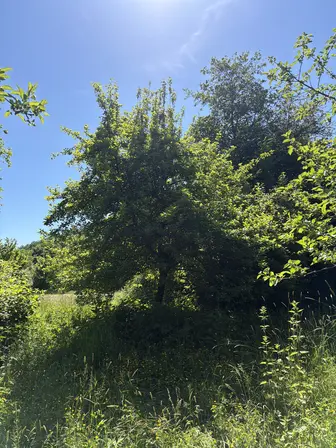 Foto treephoto-q43ib49mllcxjeoypiup852r.jpeg