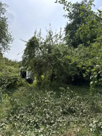 Foto treephoto-r0fxl1ur65n0x80vhwypo578.jpeg