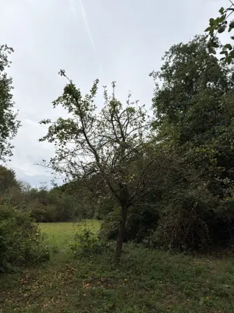 Foto treephoto-ugtr0xq7lufgu3e9nw8ukw1f.jpeg