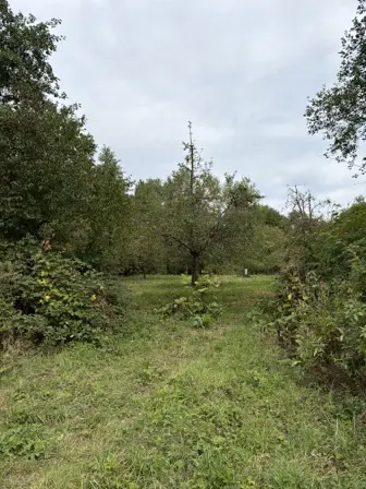 Foto treephoto-wyo7tp20dr3liesiohoelg1z.jpeg