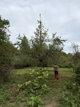 Foto treephoto-xkq39ofpwqhds8eplld7nllt.jpeg
