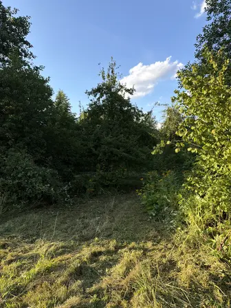 Foto treephoto-za32dus21q4fe29n5pfd7ao1.jpeg