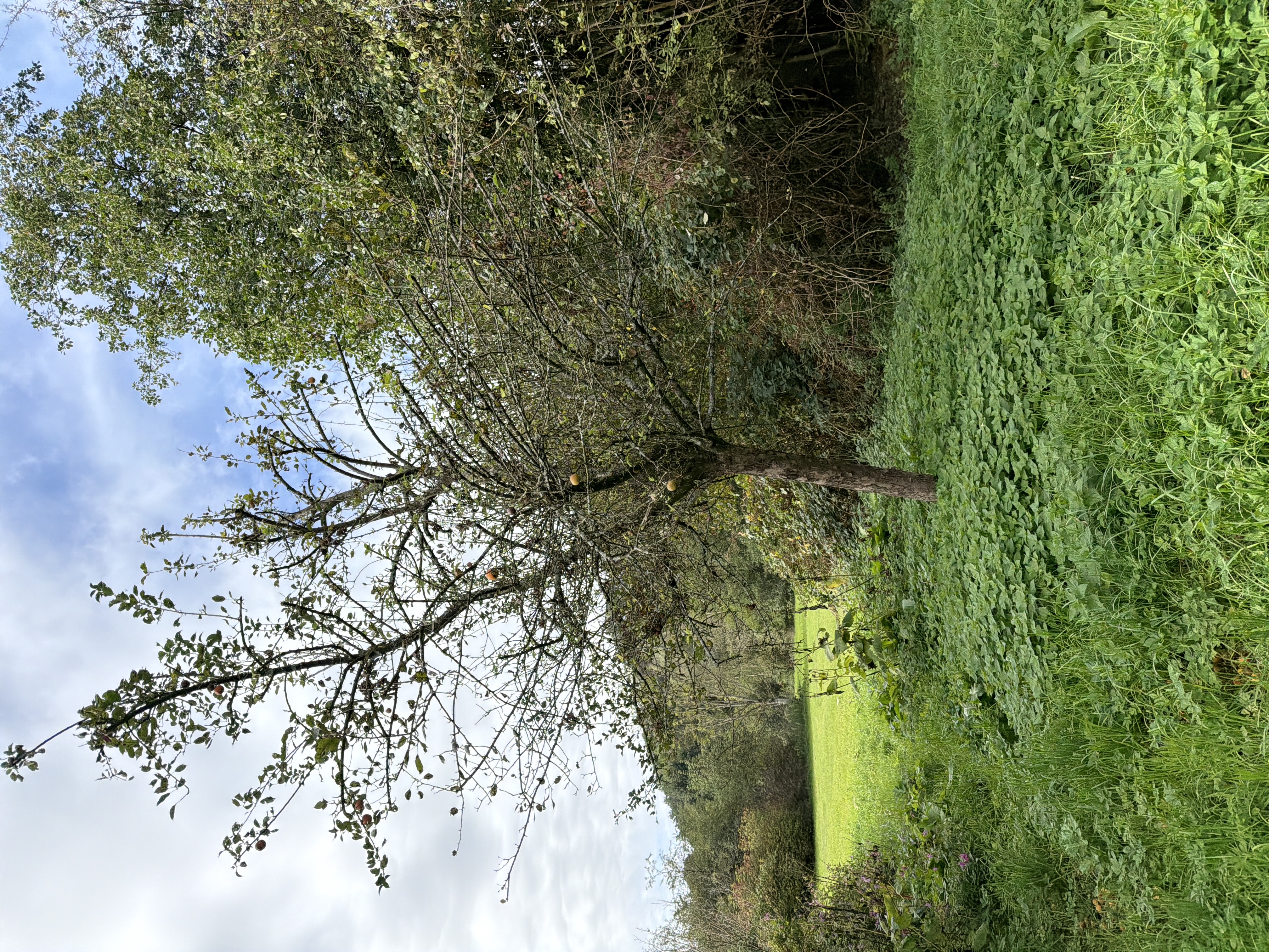 Baumfoto