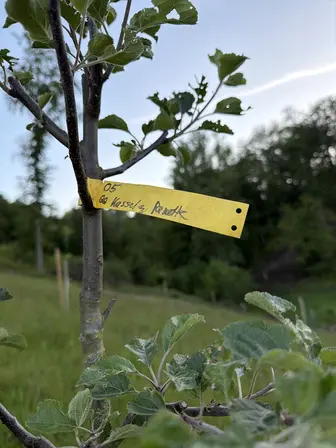 Foto treephoto-eenlf1bprutuh96k4xziav9h.jpeg