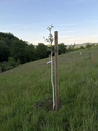 Foto treephoto-h1ippbolw32ugmffgreppxel.jpeg
