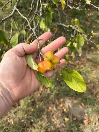 Foto treephoto-iyuldyyhs5b8de1aun5zpuy3.jpeg