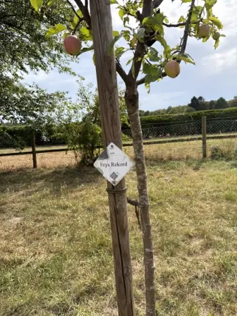 Foto treephoto-p3yvwisio4du002rpzdz733m.jpeg