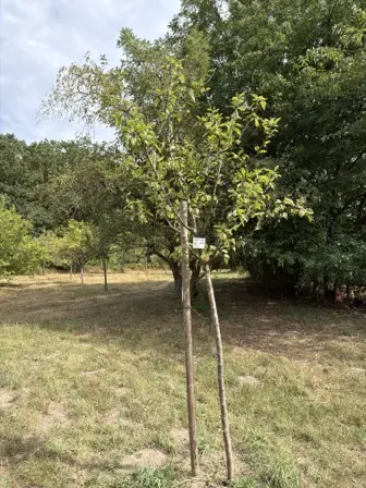 Foto treephoto-qurnkpkjzxg7xutzyn8z7h3w.jpeg