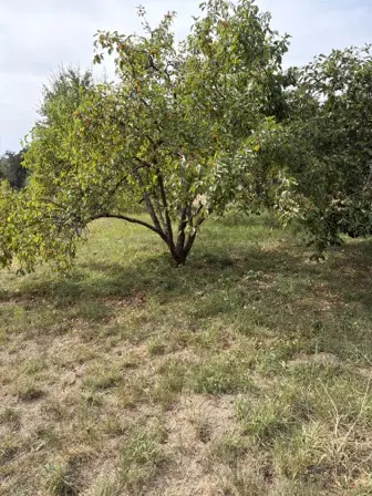 Foto treephoto-rfvg78mklgertzufkpd9hviu.jpeg