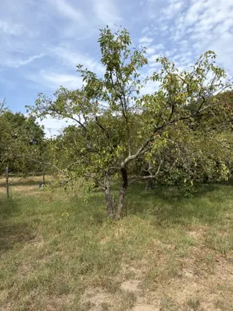 Foto treephoto-smqidq35w32gtipag9m3vyqi.jpeg
