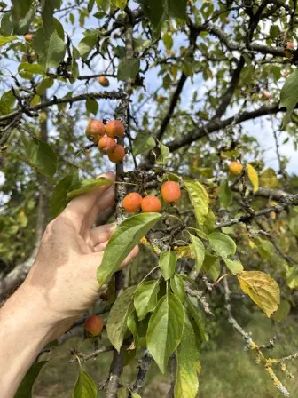 Foto treephoto-syprj6egdphhlg7xdtnipglq.jpeg