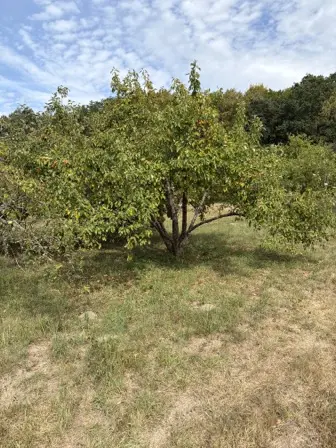 Foto treephoto-xqsf0lputykeb6xaru0u5xrt.jpeg