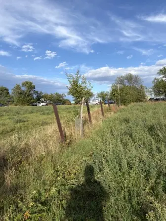 Foto treephoto-ekarvqh827ngkxy0qoye8tvw.jpeg