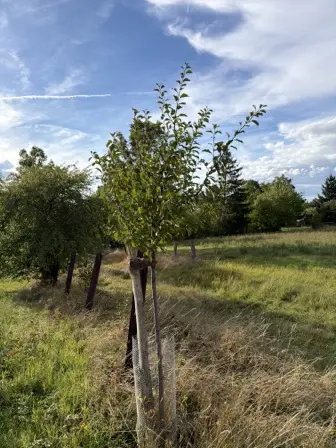 Foto treephoto-i8i9egiaxaji1qujelv3w788.jpeg