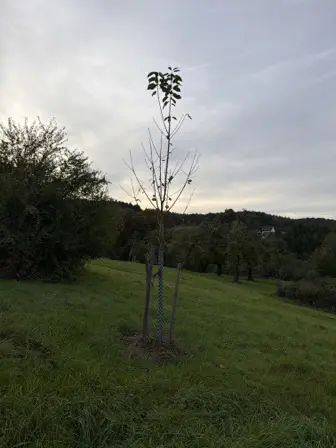 Foto treephoto-dj6yhpcgzv766li3pnd97t3a.jpeg