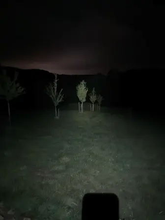 Foto treephoto-p5tmx6caujtljngr6phvhki5.jpeg
