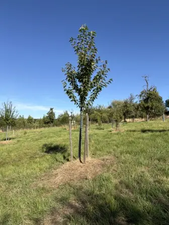 Foto treephoto-rw3p8deunit2ru78muvrbpo2.jpeg