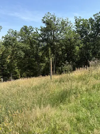 Foto treephoto-g0hs4lnd3znagcaqw6zrwr8p.jpeg