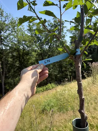 Foto treephoto-g2szhfbdr5wkqgtllkhqqavs.jpeg