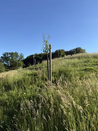 Foto treephoto-h4lt28qul7x2uo6g6x8t0oni.jpeg