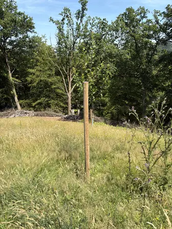 Foto treephoto-lfcx8ymx794qc3fukw0ahr27.jpeg