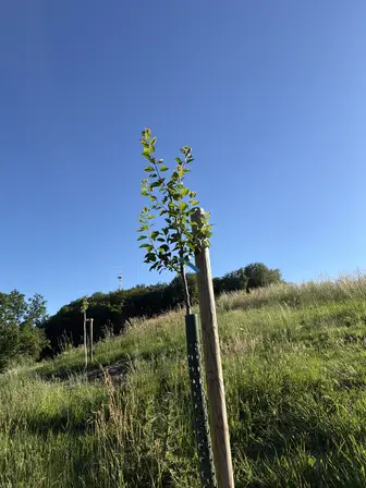 Foto treephoto-lgr6gvszobhc1madj35ib66d.jpeg
