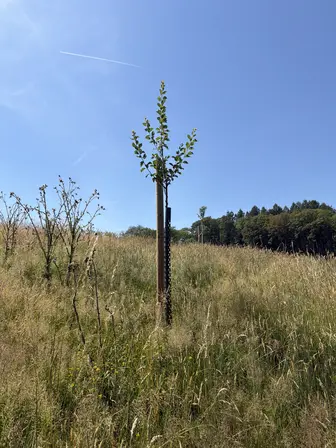 Foto treephoto-twgmbm1e1z1jsvwlhoofhoqr.jpeg