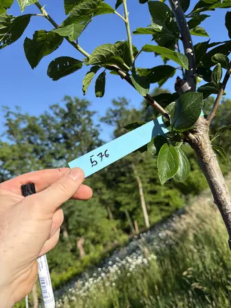 Foto treephoto-x6wsrvcvqnsaiankeujhd0ch.jpeg