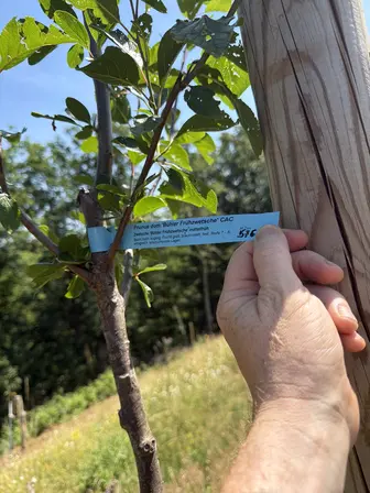 Foto treephoto-y83koko6lrhazhg6imumvbqb.jpeg
