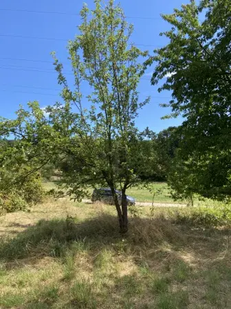 Foto treephoto-ev6b2x6g3zyo4qk12mbosaaa.jpeg