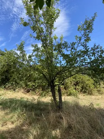 Foto treephoto-jacr08r3b4e36tqs5eqyjl5z.jpeg