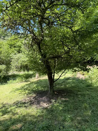 Foto treephoto-bbtiecdctmepxtt8kjc1h7ts.jpeg