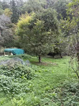 Foto treephoto-ehyjdfgvoqm4eicqhcv94y79.jpeg